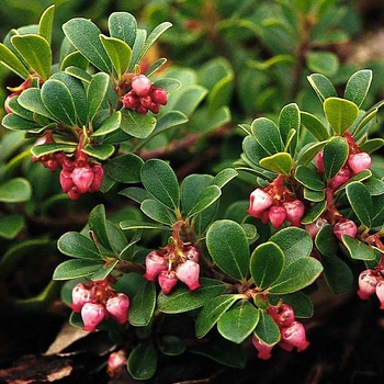 Dwarf Manzanita Dwarf Manzanita