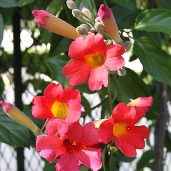 Red Trumpet Vine Red Trumpet Vine