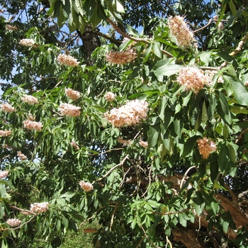 California Buckeye California Buckeye