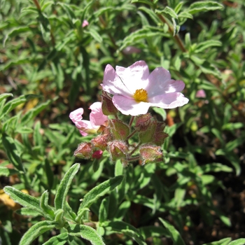 Pink Rockrose