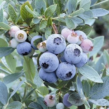 Southern Highbush Blueberry Sunshine Blue