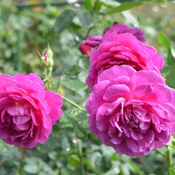Ebb Tide Rose