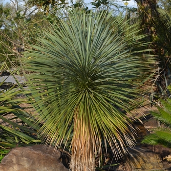 Beaked Yucca Beaked Yucca