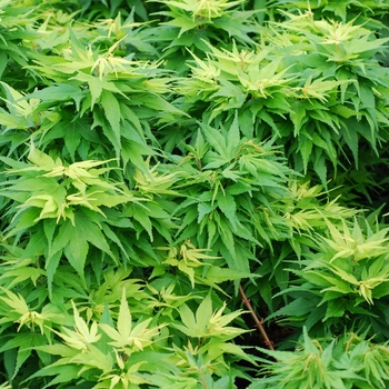 Mikawa Yatsubusa Japanese Maple Mikawa Yatsubusa Japanese Maple