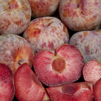 Pluot Dapple Dandy Pluot Dapple Dandy