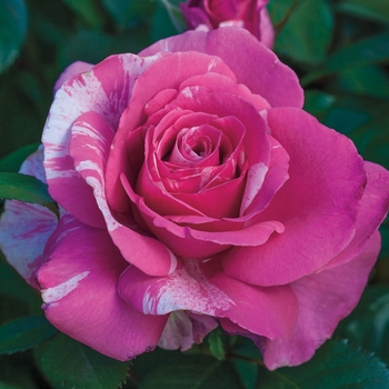 Parade Day Rose