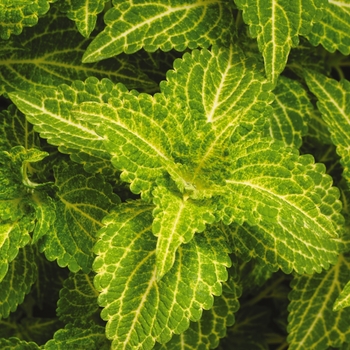Coleus Coleus