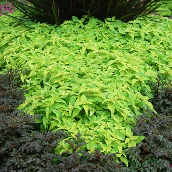 Pineapple Sage Pineapple Sage