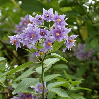 Climbing Potato Vine