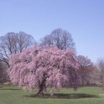 Weeping Cherry