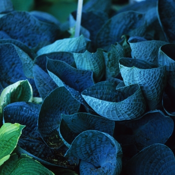 Hosta