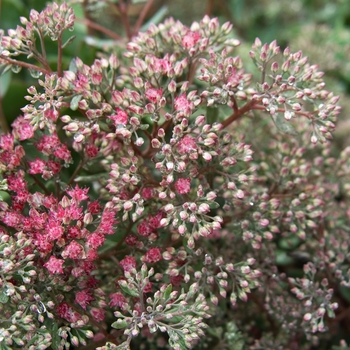 Stonecrop