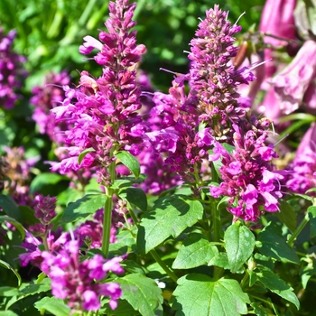 Hummingbird Mint