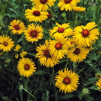 Amber Wheels Blanket Flower
