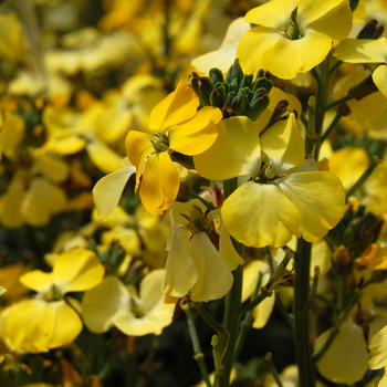  Yellow Erysimum