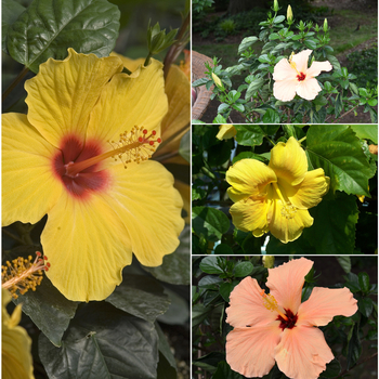 Tropical Hibiscus