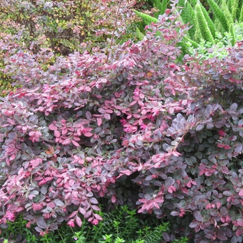 Sizzllin Pink Chinese Witch Hazel