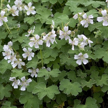 Cranesbill Cranesbill