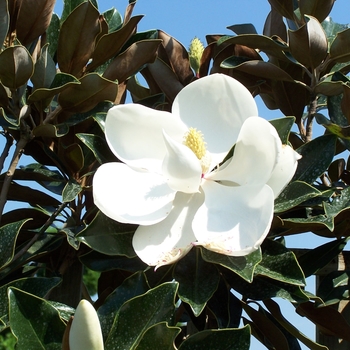 Little Gem Southern Magnolia Little Gem Southern Magnolia