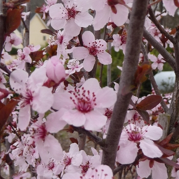 Purple Leaf Plum Purple Leaf Plum