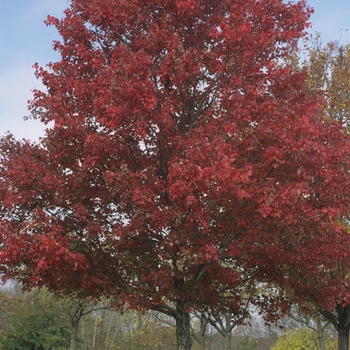 Red Maple