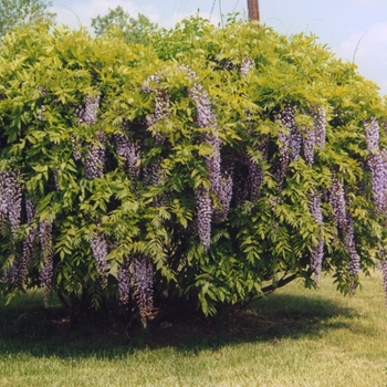 Chinese Wisteria Chinese Wisteria