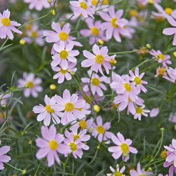 Pink Tickseed Pink Tickseed
