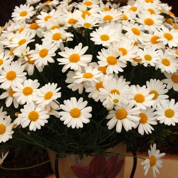 Marguerite Marguerite