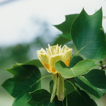Tulip Poplar Tulip Poplar