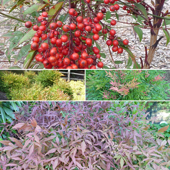 Nandina Nandina