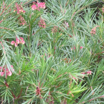 Grevillea Grevillea