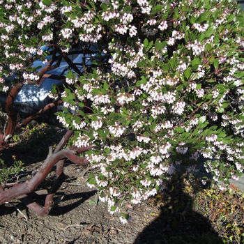 Hill Manzanita Hill Manzanita