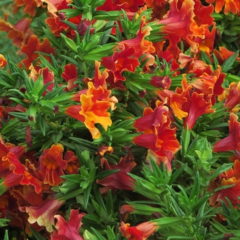 Monkey Flower Monkey Flower