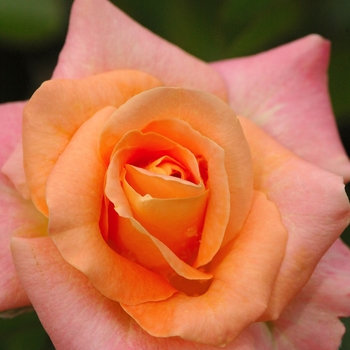 Day Breaker Rose Day Breaker Rose