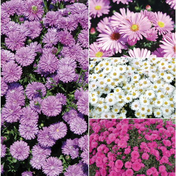 Aster -Michaelmus Daisy Aster -Michaelmus Daisy