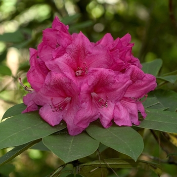 Rhododendron