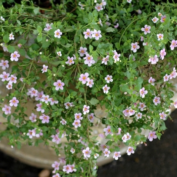 Pink Bacopa
