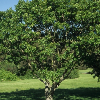 Osakazuki Japanese Maple