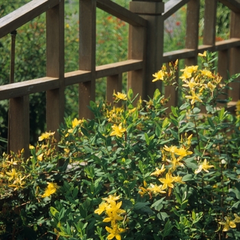 Hidcote St. Johnswort