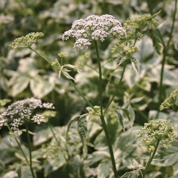 Goutweed