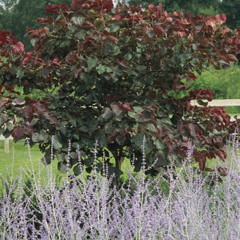 Forest Pansy Redbud