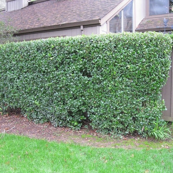 Texas Privet