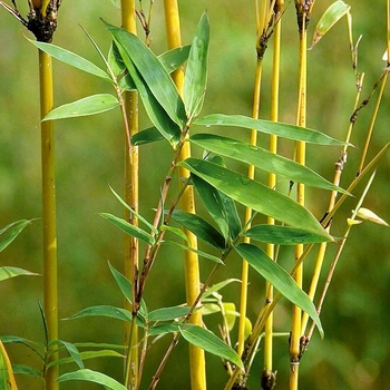 Golden Goddess Bamboo