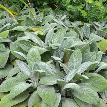 Lambs' Ears