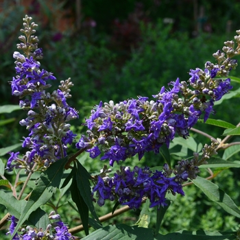 Fragrant Chaste Tree