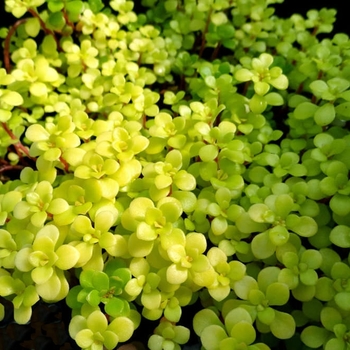 Sedum