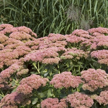 Stonecrop