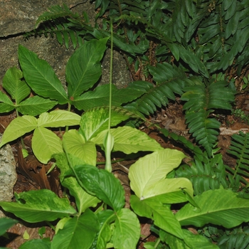 Green Dragon Plant