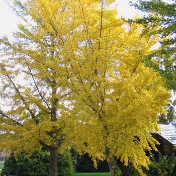 Ginkgo Ginkgo