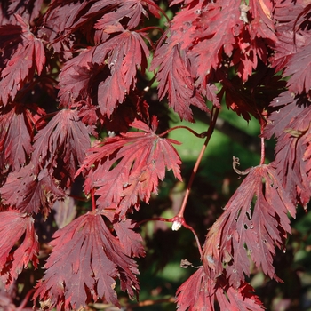 Full Moon Maple